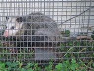 Opossum Control Solutions for Home and Garden