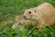Bust Your Pests: Voles, Moles, and Gophers