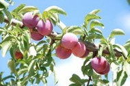 Grow Your Fruits in Containers!