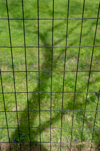 4' x 100' Welded Wire-14 ga. galvanized steel core; 12 ga after PVC-Coating, 2" x 4" Mesh 4' x 100' Welded Wire-14 ga. galvanized steel core; 12 ga after PVC-Coating, 2" x 4" Mesh