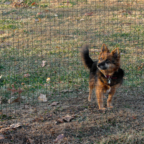 Pet Fence. Boundaries and Fencing. Tenax