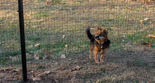 6' High 16 ga. Welded Wire Dog Fence Kit- 2" x 2" Mesh