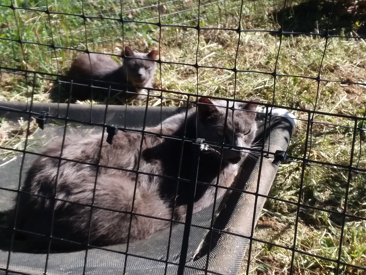 Winter Cat Shelters  Kyle Kitty's Cat Fence