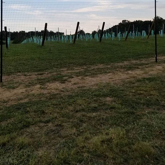 Pros and Cons of Plastic Fencing