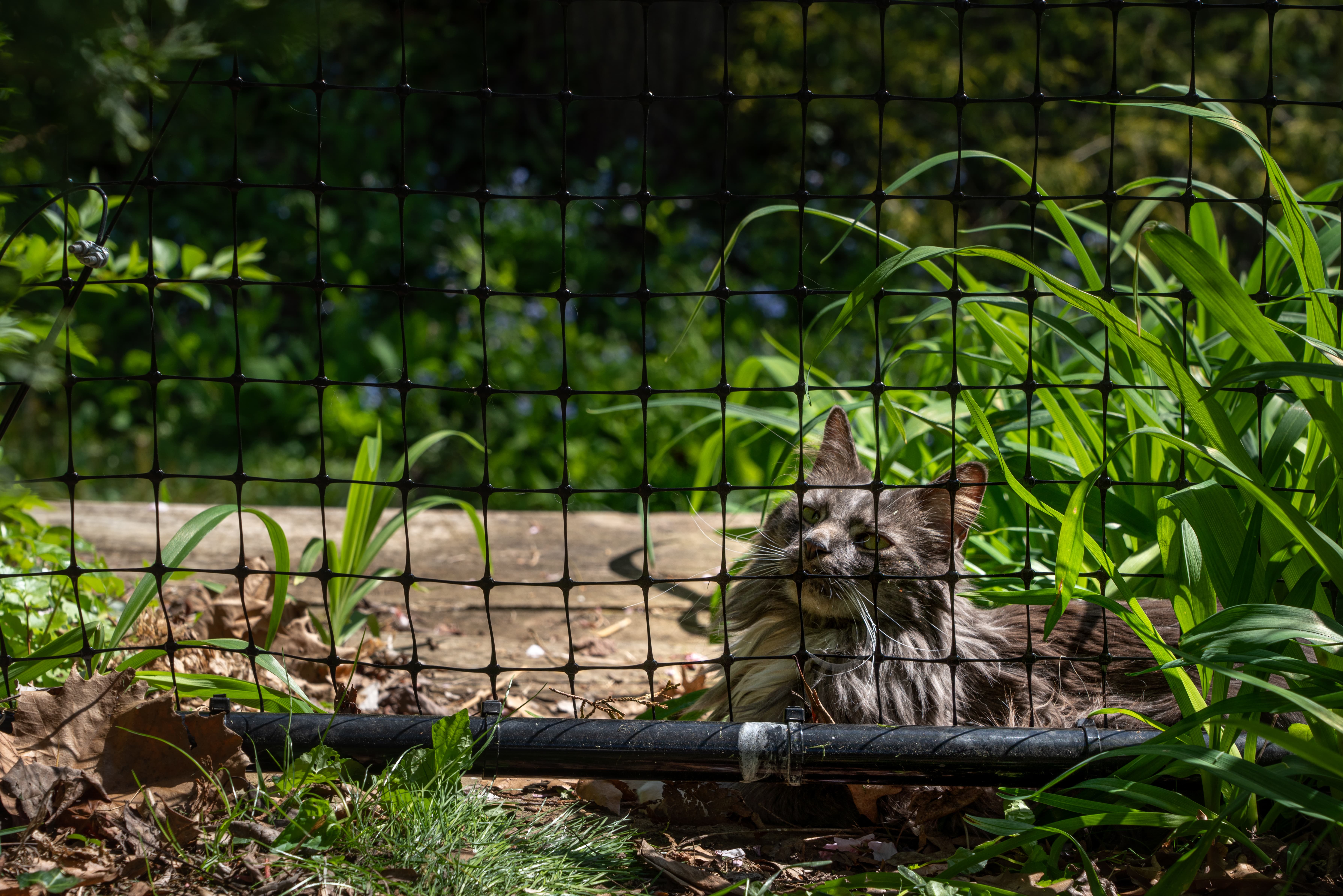 Kitty corral shop cat fence