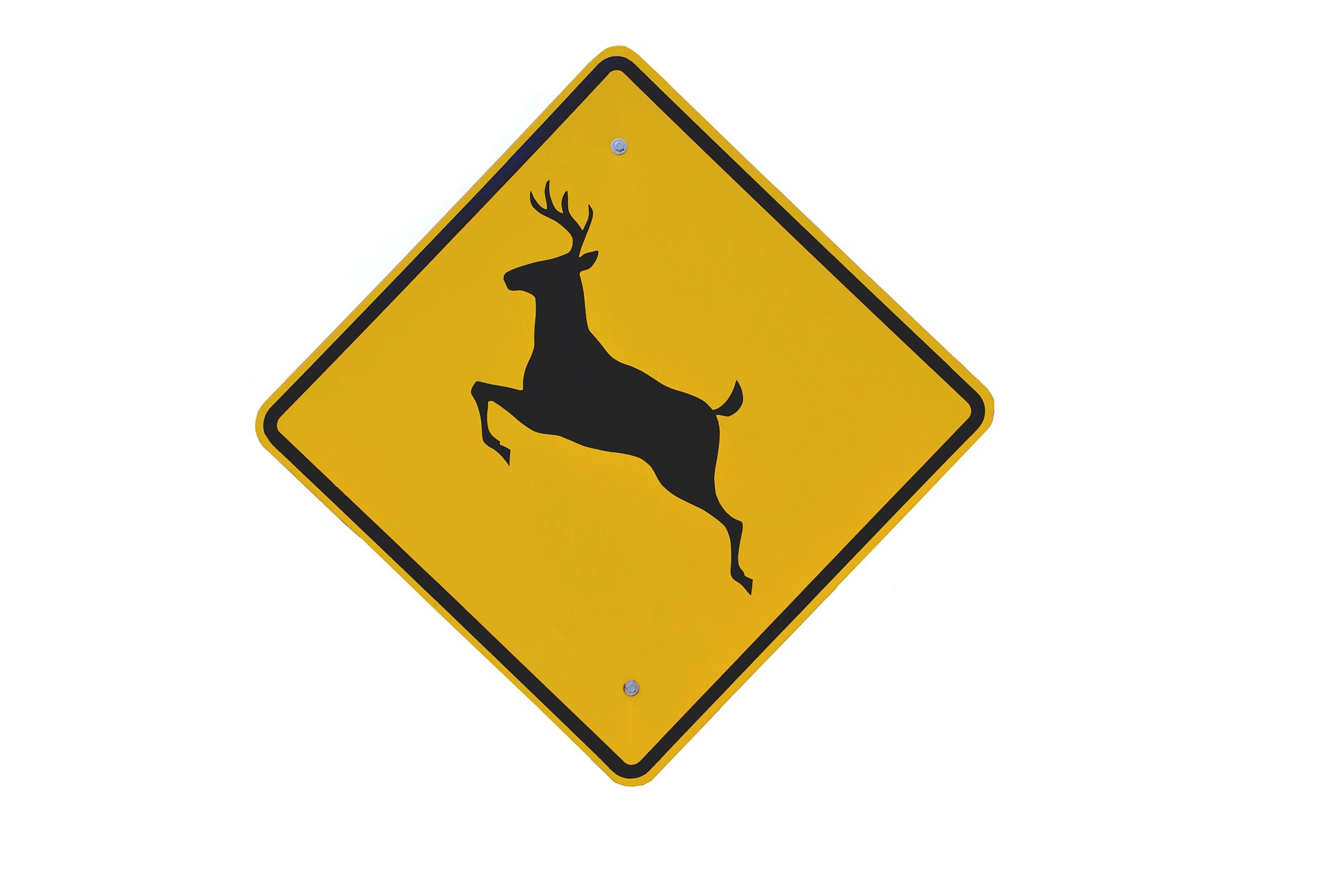 Tips To Avoid Hitting Deer While Driving
