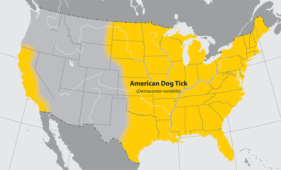 lgmap-american-dog-tick.jpg