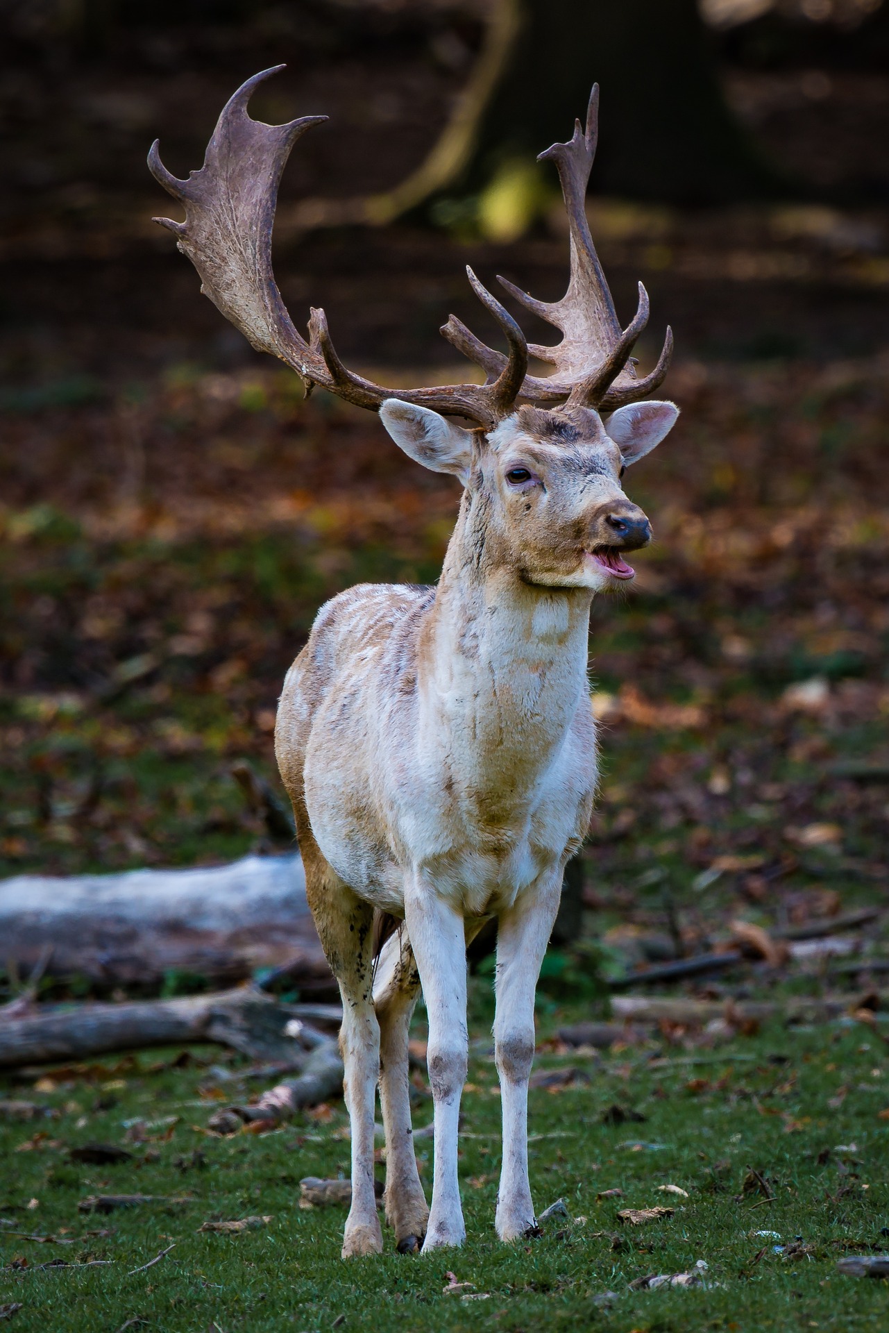 Лань Фото Животное