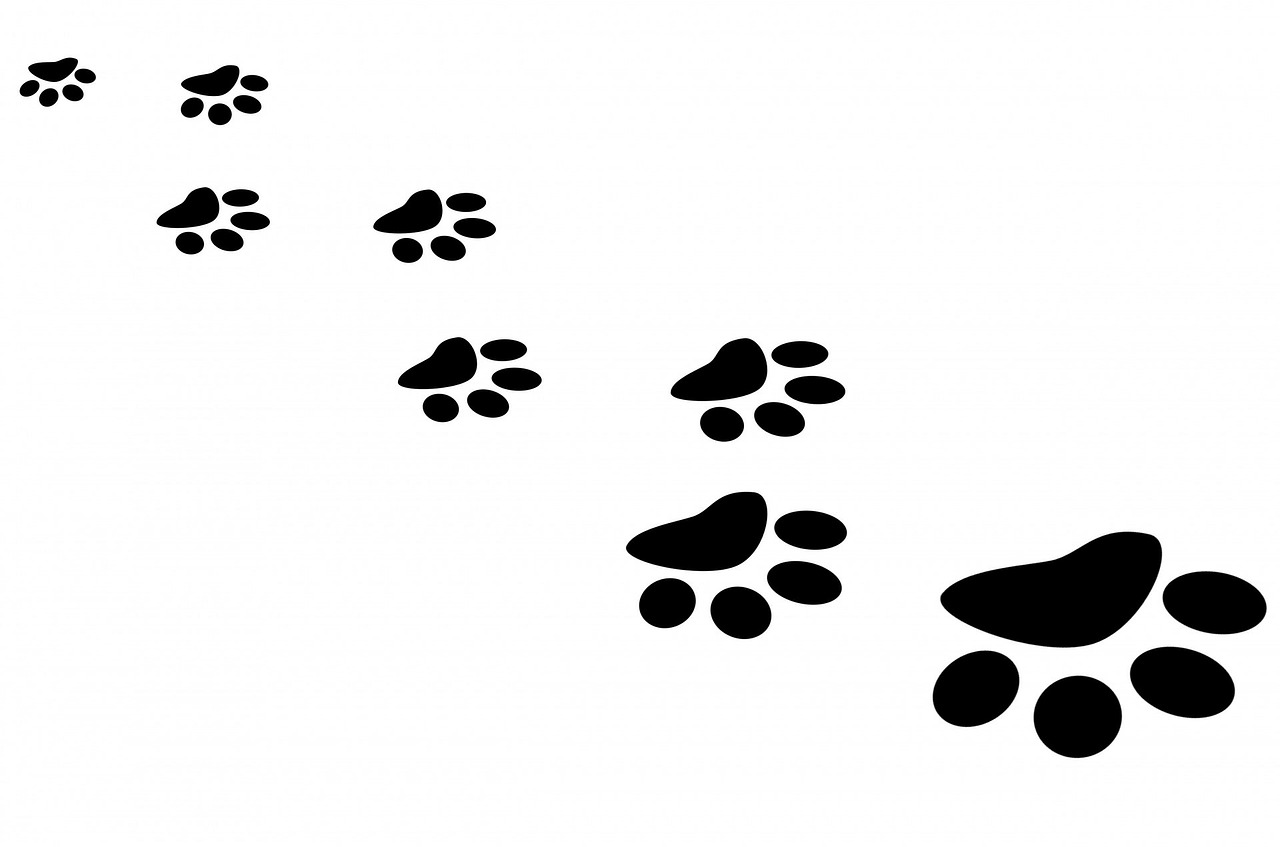 paw-163683-1280.jpg