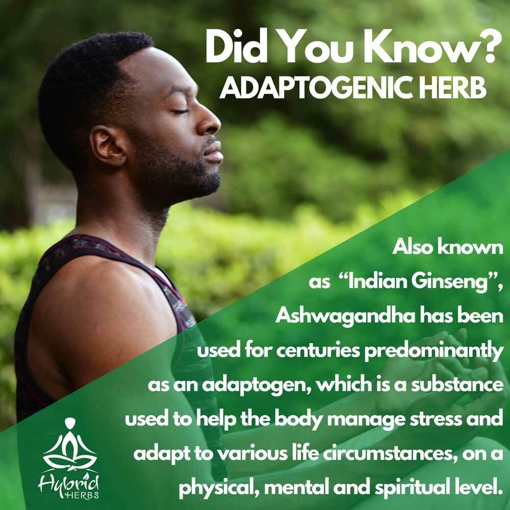 ashwagandha-adaptogen.jpg