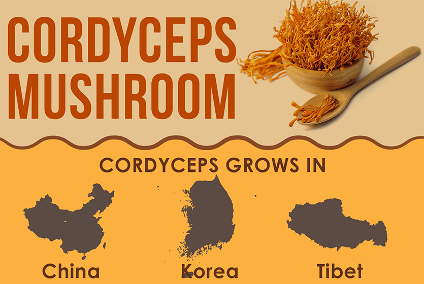 cordyceps mushroom