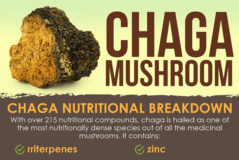 chaga mushroom