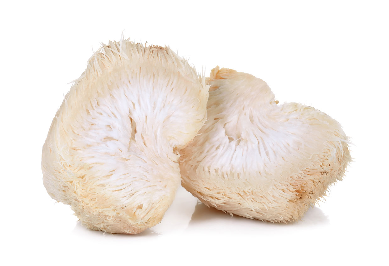 Lion's Mane Mushroom The Benefits And Possibilities Hybrid Herbs