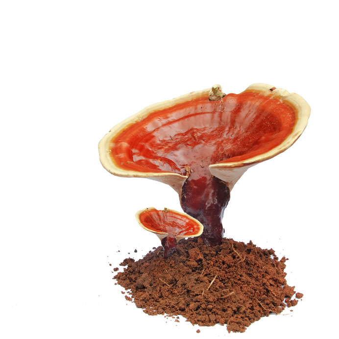 Reishi The Mushroom Of Immortality Hybrid Herbs