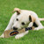 San Francisco Giants Dog Toy Bat With Squeaker
