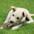 Oakland Athletics Dog Toy Bat With Squeaker