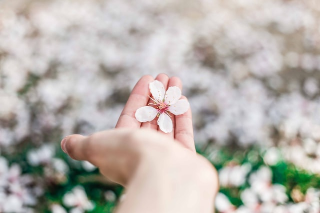 A hand holding a white and pink blossom