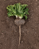Organic Gelatinized Black Maca Root Organic Gelatinized Black Maca Root