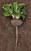 Shop Black Maca Powder - Organic Raw at TheMacaTeam.com Shop Black Maca Powder - Organic Raw at TheMacaTeam.com