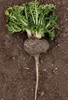 Buy  Gelatinized Black Maca Root Powder at TheMacaTeam.com Buy  Gelatinized Black Maca Root Powder at TheMacaTeam.com