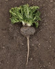 Fresh Black Maca Root at TheMacaTeam.com Fresh Black Maca Root at TheMacaTeam.com