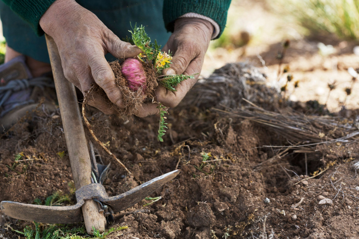 Why is Peruvian Maca Root the Best Maca Available?