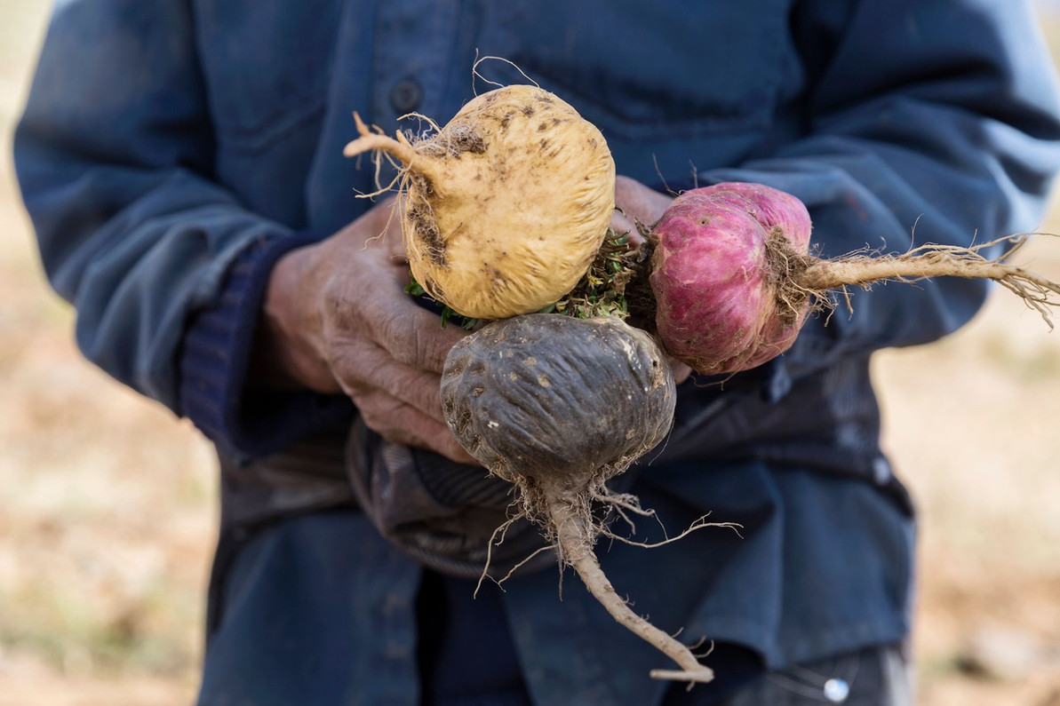 Inside the Science of Adaptogens: What Makes Maca Stand Out