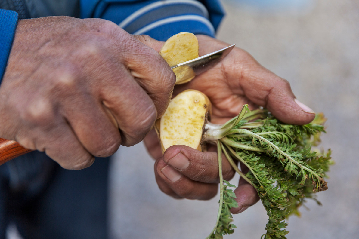 What Makes Peruvian Maca Different From Other Maca?