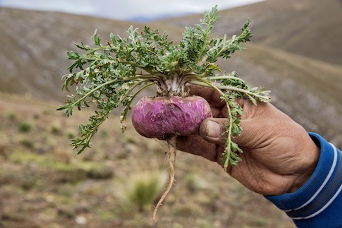 Maca vs. Ashwagandha
