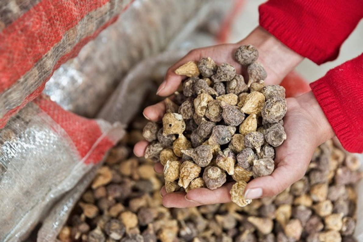 Why Should You Buy Fair Trade Maca Root?