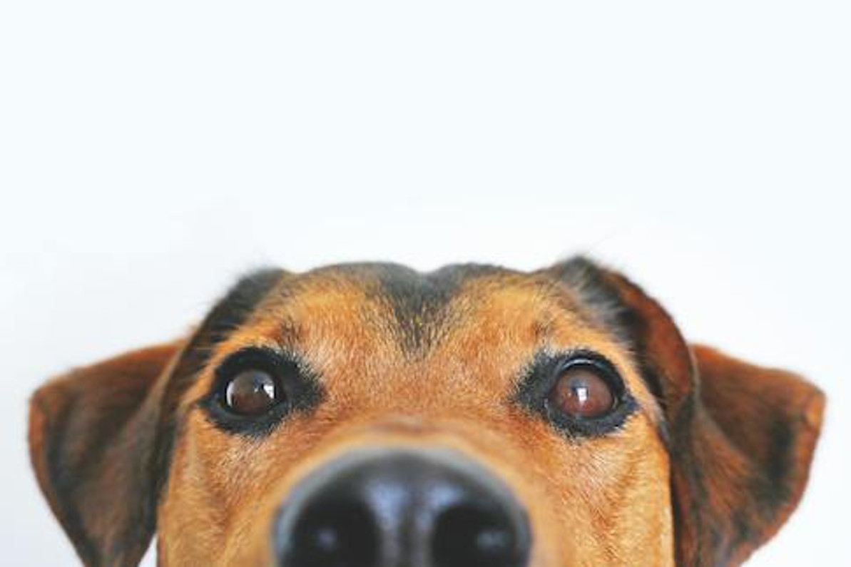 Can Pets Have Maca Root?