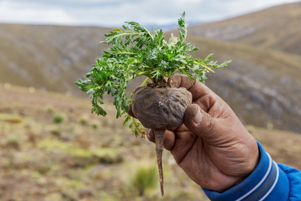 Common Myths About Maca Root (And the Real Facts)