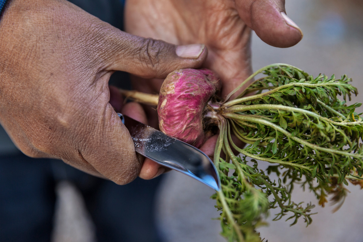 When Should You Try Red Maca Root?
