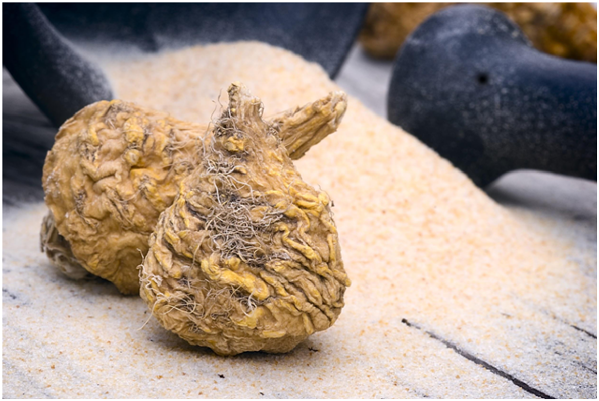High Quality Maca Root For Men Available Online