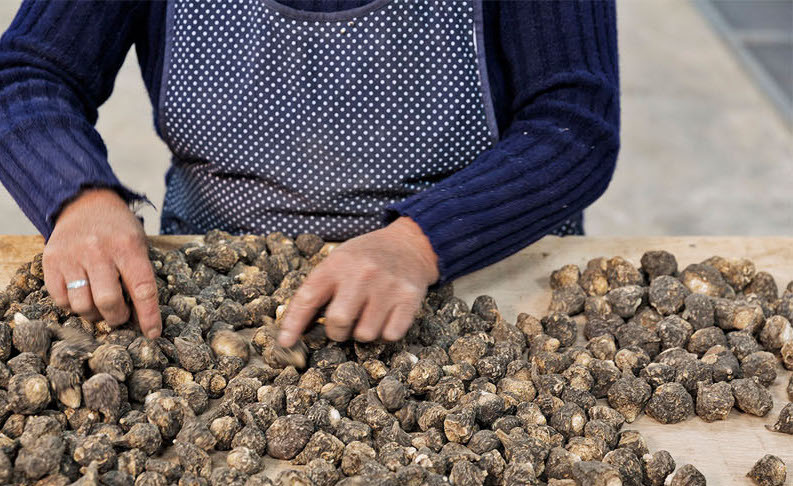 Where Does Maca Originate From?