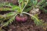 All About The Maca Plant