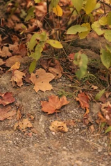 Fall Flavors: Maca Edition