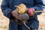 Why Organic Maca Matters