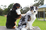 Maca for Pets