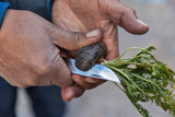 How The Maca Team Supports Farmers 