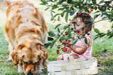 Is Maca Root Safe for Animals?