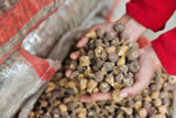 Why Should You Buy Fair Trade Maca Root?