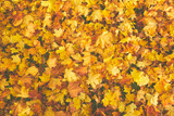 Stay Healthy This Autumn with Maca Root