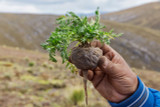 Common Myths About Maca Root (And the Real Facts)