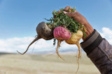 Maca Root: How (and Why) To Get Started