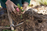 What is Maca and Where Does It Come From?