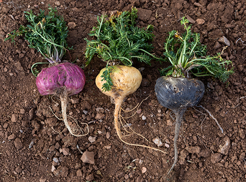 Maca Root Side Effects For Women The Maca Team LLC Maca Root Side Effects For Women The Maca Team LLC