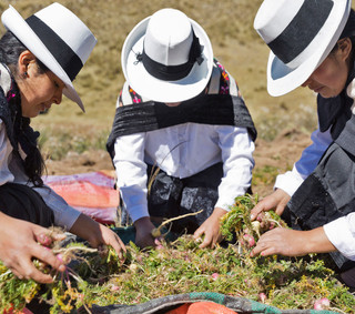 Maca grown in the highlands of Jun&iacute;n, Peru - The Maca Team