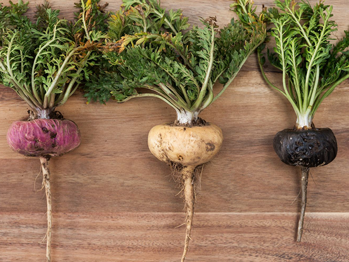 Black, red, and yellow maca roots shown together as a tri-color blend concept