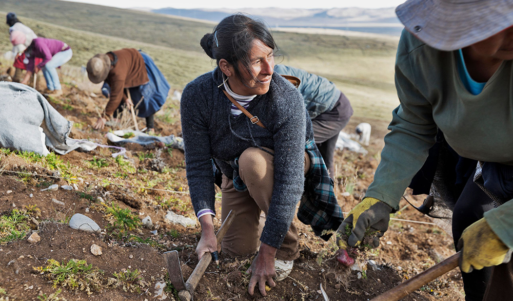 Community maca harvest in the Peruvian Andes - The Maca Team